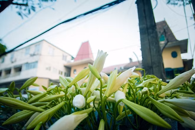 Hoa loa kèn được trồng chủ yếu ở 2 làng hoa nổi tiếng của Hà Nội là làng hoa Nhật Tân và Tây Tựu. Với những người yêu hoa đặc biệt là người dân Hà thành, hoa loa kèn đã trở thành một phần không thể thiếu trong cuộc sống vào mỗi độ tháng 4, chớm hạ.