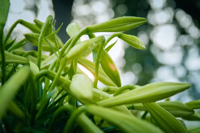 Hoa loa kèn đẹp, trông gần giống với hoa ly nhưng bông lại nhỏ hơn, cũng năm cánh và chỉ độc có một màu trắng xanh tinh khiết.