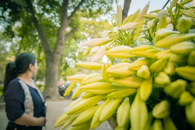 Tuy không rực rỡ như hoa bằng lăng, hoa ban không thơm ngát như hoa sữa, hoa bưởi nhưng sắc trắng giản dị lại tạo nên vẻ đẹp tinh khiết như một người thiếu nữ vừa đến độ trăng tròn tạo một nét duyên dáng, e lệ cho khi mùa hè sắp tới.