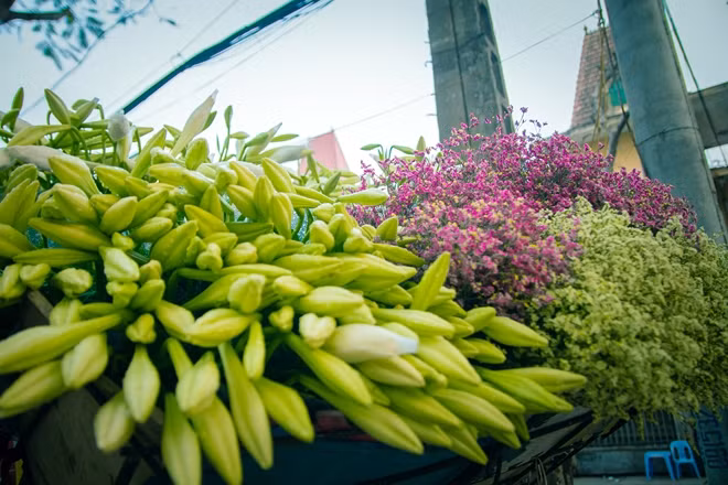 Màu trắng tinh là khi hoa đã bung nở, lúc loa kèn vẫn còn chúm chím là một nhành nụ lại có màu xanh nhàn nhạt. Và dù nó trong độ nở nhất, thì những bông loa kèn vẫn có vẻ e thẹn, chỉ xòe phần cánh hoa phía trên, lộ ra những nhụy vàng rực rỡ.