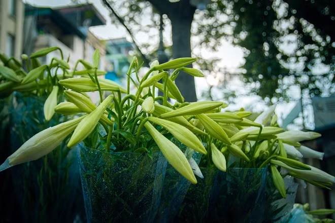 Rong ruổi trên những con phố của thủ đô Hà Nội vào những ngày này, khi tiết trời đang dần sang Hạ nhưng nhiều con phố đã được phủ một màu trắng tinh khôi của sắc hoa loa kèn.