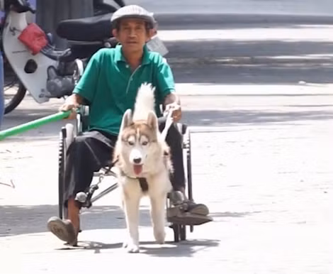 Chú chó Alaska kéo xe cho ông Dũng.