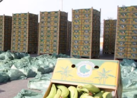 Khám xét và bắt giữ một chuyến hàng vận chuyển cocain tại cảng biển Guayaquil của Ecuador.