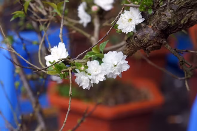 Sắc trắng tinh khôi của những cây mai trắng bon sai được khá nhiều người ưa chuông. Mức giá dao động cho một chậu cây mai trắng thường từ 1,5 triệu đến 3 triệu đồng tùy loại.