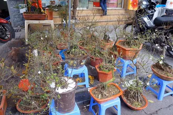 Hoa mai trắng bonsai tại chợ hoa hàng Lược