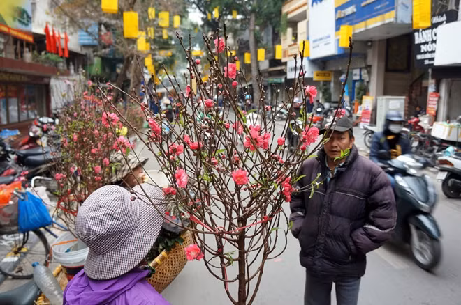 Với hầu hết người dân thủ đô Hà Nội, ngày Tết cổ truyền không thể thiếu đi sắc đỏ hoa Đào hay sắc vàng của quất. Ai cũng muốn chọn cho mình những cành hoa ưng ý cho dịp đầu xuân