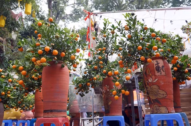 Phiên chợ đặc biệt chỉ họp một lần duy nhất trong năm bắt đầu từ 23 cho đến ngày 30 tháng Chạp là địa điểm mà nhiều gia đình tại Hà Nội lựa chọn để mua sắm cây cảnh cũng như đồ trang trí cho ngày Tết cổ truyền của gia đình. Bởi không chỉ là mua sắm mà còn để thưởng lãm hoa, cây cảnh và cảm nhận sự lắng đọng của mùa Xuân. Giá của mỗi chậu quất tại đây từ 200 đến 800 nghìn đồng.