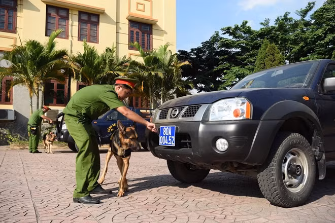 Cảnh khuyển sục sạo, tìm kiếm thuốc nổ TNT trên xe ô tô. Đây là một nhiệm vụ khó và nguy hiểm bởi nhiều loại thuốc nổ có cơ chế kích hoạt bằng âm thanh nên việc tìm kiếm phải luôn diễn ra trong cẩn trọng và yên lặng.