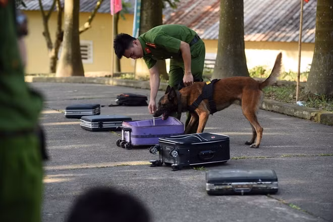 Trong bài thi tìm kiếm ma túy, mỗi chó nghiệp vụ chỉ mất vài giây là có thể xác định chính xác vali có chất cấm. Khi phát hiện ma túy, chó nghiệp vụ sẽ sủa liên tục hoặc cào bới để báo hiệu.
