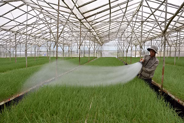 Đầu tư nhà lưới không tốn kém nhiều nhưng lại giảm trừ sâu bệnh. Đầu tư nhà lưới không tốn kém nhiều nhưng lại giảm trừ sâu bệnh.