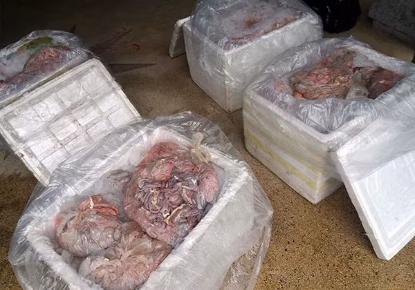 Số nội tạng động vật bị thu giữ