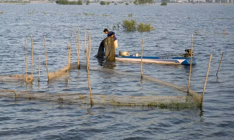 Lũ về, dân chài vội vã lao vào cuộc mưu sinh.