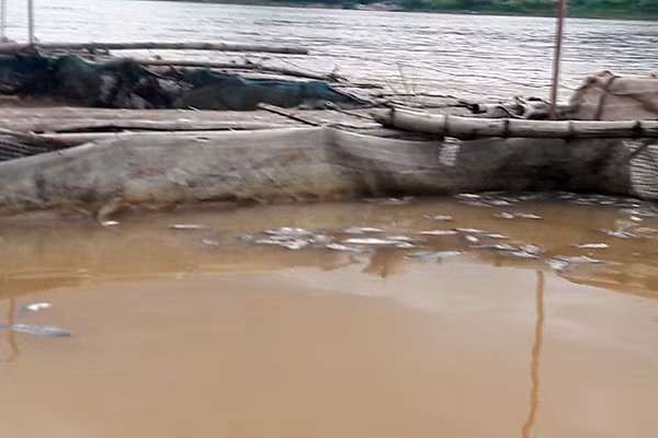 Thủy điện Hòa Bình xả lũ khiến mấy chục hộ nuôi cá lồng bị ảnh hưởng. Thủy điện Hòa Bình xả lũ khiến mấy chục hộ nuôi cá lồng bị ảnh hưởng.