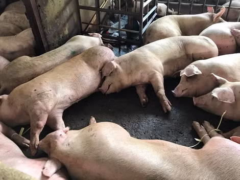 TP Hồ Chí Minh đã triển khai kế hoạch hành động ứng phó khẩn cấp với bệnh dịch này. TP Hồ Chí Minh đã triển khai kế hoạch hành động ứng phó khẩn cấp với bệnh dịch này.