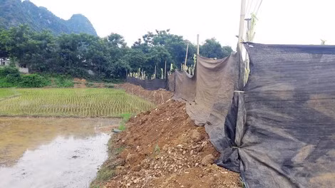Các ruộng khai thác vàng được bịt kín bởi lưới đen.