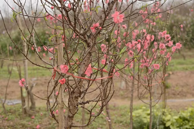 Những cành đào được buộc dây đỏ để đánh dấu là đã có khách đặt mua