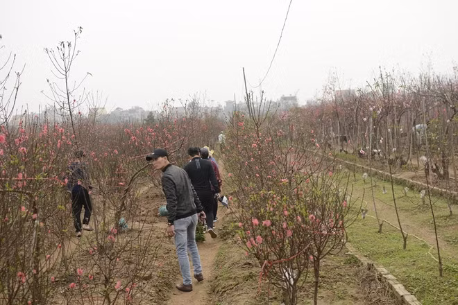 Trong những ngày giáp tết Nguyên Đán, mỗi ngày vườn nhà chú Năng đón hàng chục lượt khách đến tham quan và chọn mua đào. Chị Hương (Cầu Giấy, Hà Nội) chia sẻ: “Đào trên phố bán nhiều nhưng hầu như năm nào vợ chồng chị cũng đến tận vườn để mua bởi ở đây có nhiều sự lựa chọn, giá cả lại hợp lí, người dân bán cũng rất nhiệt tình và không bị hét giá quá cao”.