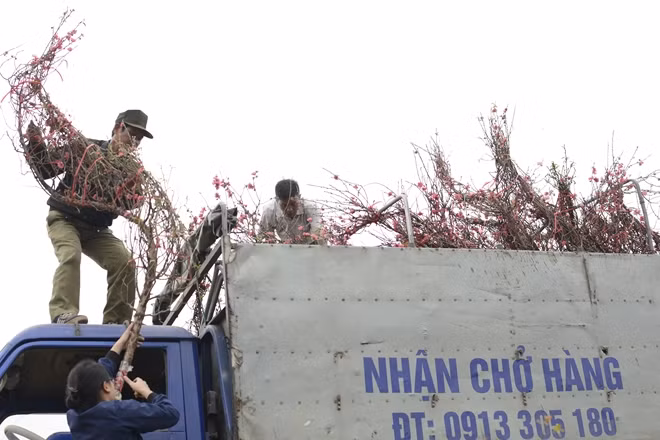 Tiểu thương thu mua tận vườn với giá khoảng 100.000 đồng đối với cành đào nhỏ còn cành to hơn giá trên dưới 500.000 đồng. Anh Minh Phương (làng hoa Ngọc Hà) là một trong những khách “ruột” của vườn đào nhà cô chú Hồng Năng. Cứ khoảng 3, 4 ngày cách nhau, anh lại đánh xe lên vườn để chọn và nhập đào về, rồi vận chuyển bán lại cho mọi người ở các tỉnh khác, kể cả miền trong.