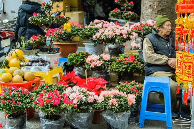 Ngoài sắc hoa chính của ngày Tết là hoa Đào cùng những cây quất, chợ hoa Hàng Lược thời gian gần đây còn bày bán thêm rất nhiều loại hoa khác như địa lan, hoa lay-ơn, hoa thược dược.