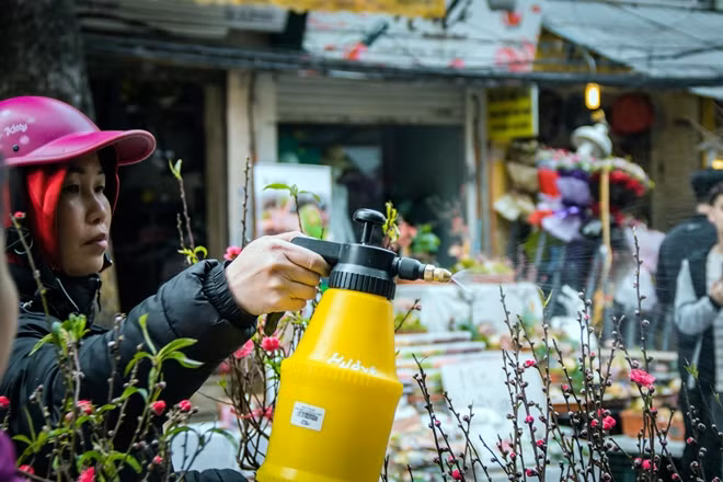 Hoa Đào bán tại chợ Hoa năm nay khá đa dạng, từ đào cành nhỏ, đào cành to cho tới cây đào. Giá cả cũng khá đa dạng từ 50.000 đồng cho tới 200.000 đồng tùy loại.