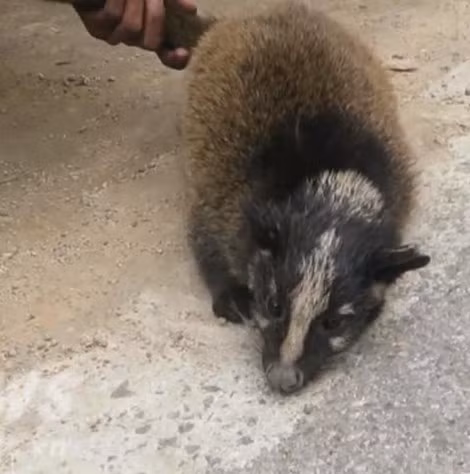 Một con cầy hương còn sống.