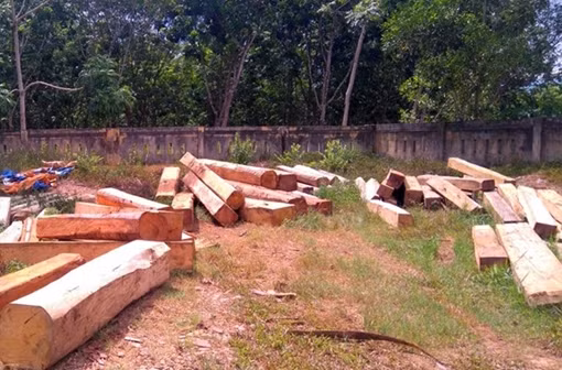 Hàng loạt cây gỗ lớn bị chặt hạ khi cắt tỉa rừng thông ở Hà Tĩnh ảnh 11