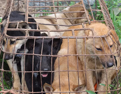 Những con chó bị bắt trộm.