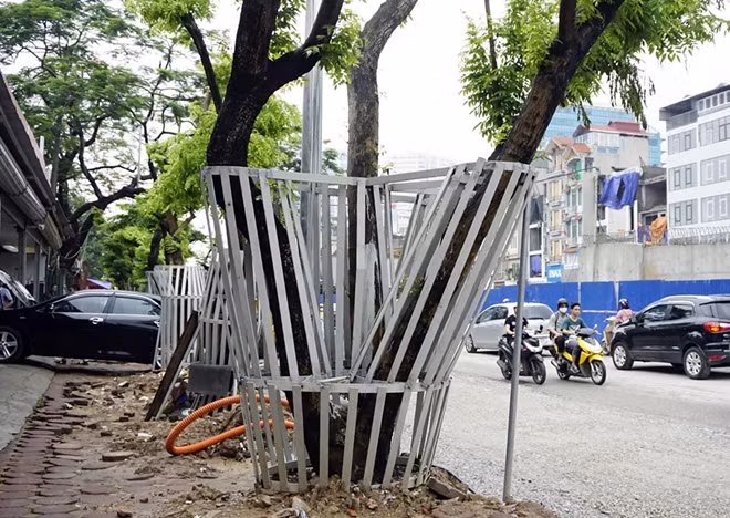 Việc rào sắt vẫn đảm bảo đủ khoảng không gian bên trong để cây sinh trưởng và phát triển bình thường.