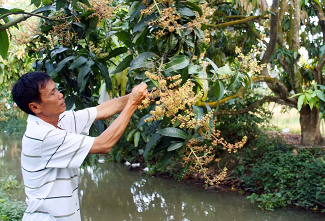 Do thời tiết thất thường khiến nhà vườn gặp khó trong việc xử lý ra hoa đối với xoài.