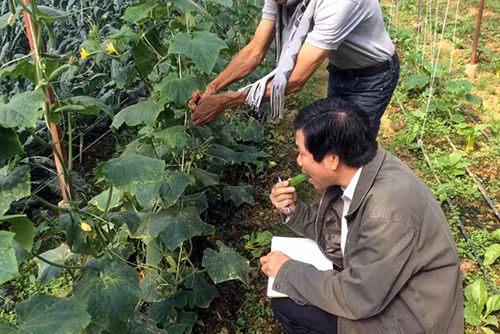 Nông nghiệp hữu cơ Việt Nam sau 10 năm vẫn mày mò, tự phát.