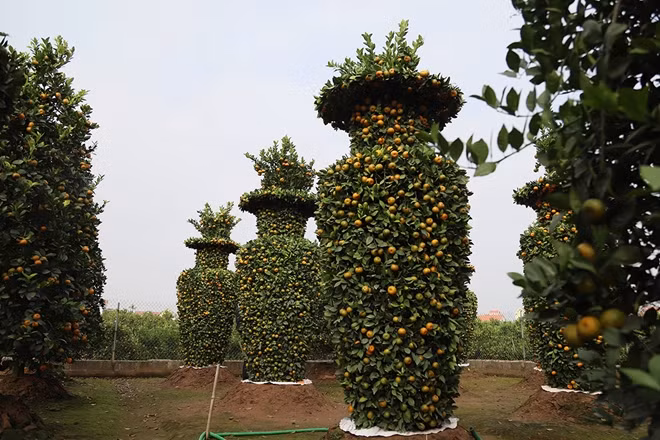 Với kinh nghiệm hơn 10 năm trồng quýt, ông Thành cùng con cháu đã tạo nên những gốc quýt hình lục bình có chiều cao lên tới 3,5m.