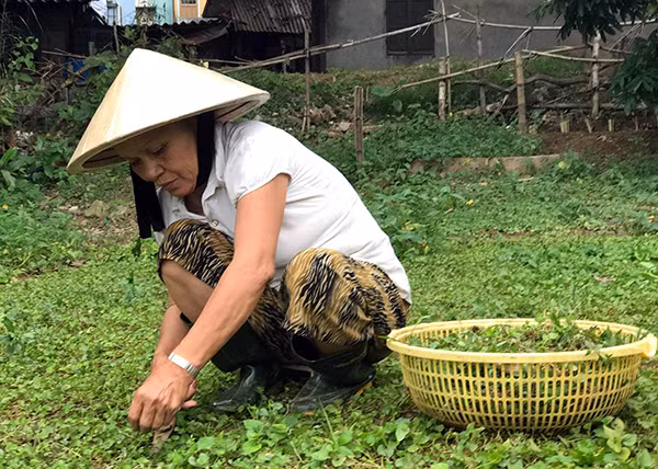 Bà Võ Thị Hến hái rau bán chợ mưu sinh hàng ngày.