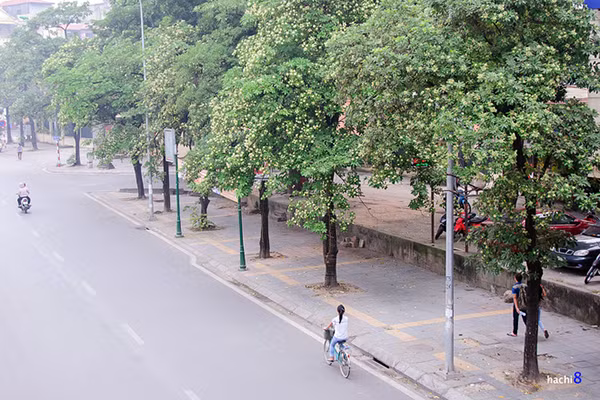 Hoa sữa trên phố Nguyễn Chí Thanh. Ảnh: ST. Hoa sữa trên phố Nguyễn Chí Thanh. Ảnh: ST.