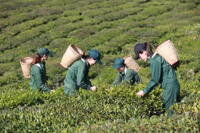 Vinatea hiện đang sở hữu tổng diện tích trồng chè gần 4.700 ha với các vườn chè năng suất cao, chất lượng tốt.