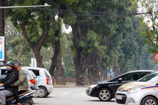 Trước lần đánh chuyển hàng trăm cây xanh này, tuyến đường Láng cũng từng phải thực hiện việc chặt hạ gần 30 cây cổ thụ trên đoạn đường Láng để phụ vụ cho tuyến đường Vành đai 2 đoạn nối từ Cầu Giấy đến Nhật Tân.