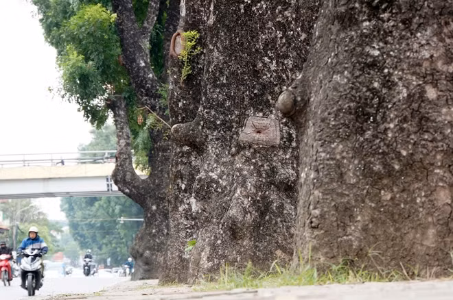 Hàng cây xà cừ trên đường Láng là một trong những hàng cây xanh lâu năm, tạo bóng mát cho hai bên đường và tạo cảnh quan đẹp cho Thủ đô.