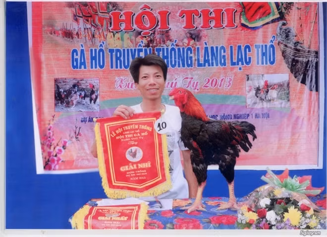 Chú gà đạt giải nhì đơn trống, to nhất hội thi năm 2013, cân lúc diều chay (lúc đói), nặng gần 6kg.