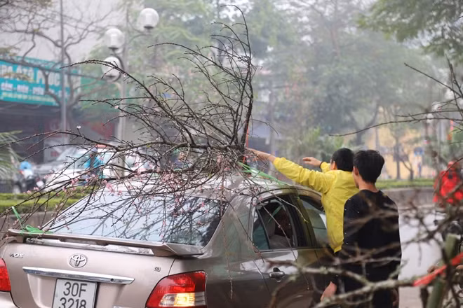 Những cành mận rừng được người mua chở về nhà.