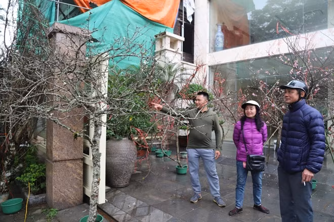 Người dân thủ đô ngắm nhìn những cành hoa mận rừng trắng.