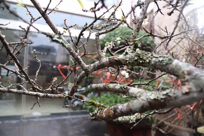 Nếu như hoa đào với sắc hồng thắm dịu dàng, duyên dáng thì những cánh mai nơi núi rừng hùng vĩ lại khiến người yêu hoa say đắm bởi sắc trắng tinh khôi như những thiếu nữ miền sơn cước.