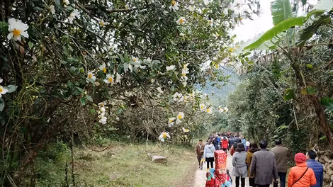 Đường vào lễ hội hoa sở.