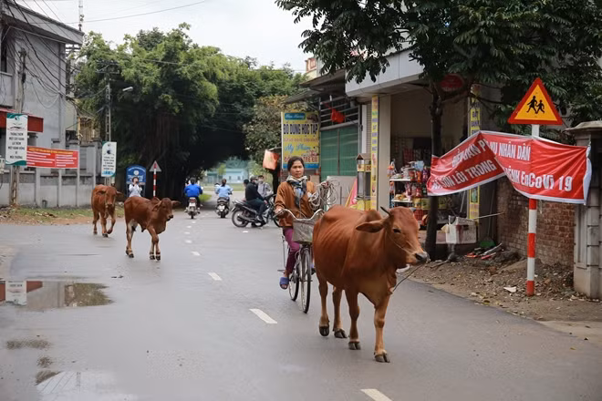 Một người phụ nữ cùng đàn bò thong dong trên con đường xã, xung quanh là rất nhiều băng rôn nhắc nhở người dân về công tác phòng dịch COVID-19.