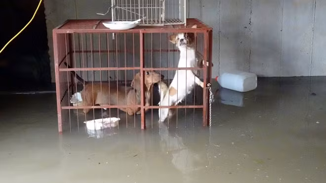 Nước dâng nhanh, ngập cũng quá nhanh khiến người dân không kịp di chuyển tài sản, thú nuôi để dưới tầng hầm.