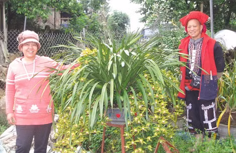 Địa lan Tả Phìn.