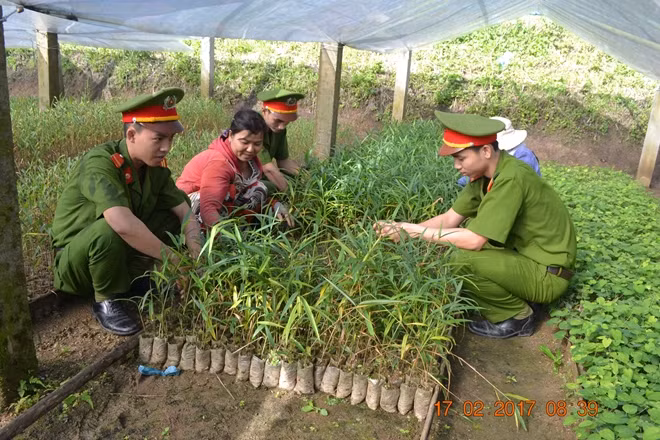 Cán bộ, chiến sĩ Công an huyện Nam Trà My hướng dẫn người dân chăm sóc vườn cây dược liệu giống.