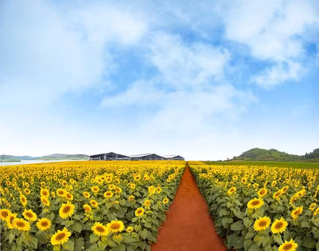 Không gian xanh mát với hồ Sông Sào và cánh đồng cỏ, cánh đồng hoa hướng dương xung quanh trang trại TH, tạo môi trường trong lành cho những cô bò sữa. Không gian xanh mát với hồ Sông Sào và cánh đồng cỏ, cánh đồng hoa hướng dương xung quanh trang trại TH, tạo môi trường trong lành cho những cô bò sữa.