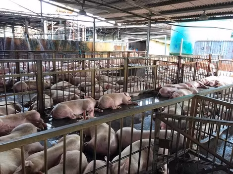 Những hộ chăn nuôi lợn ở Đồng Nai lo lắng dịch bệnh. Những hộ chăn nuôi lợn ở Đồng Nai lo lắng dịch bệnh.