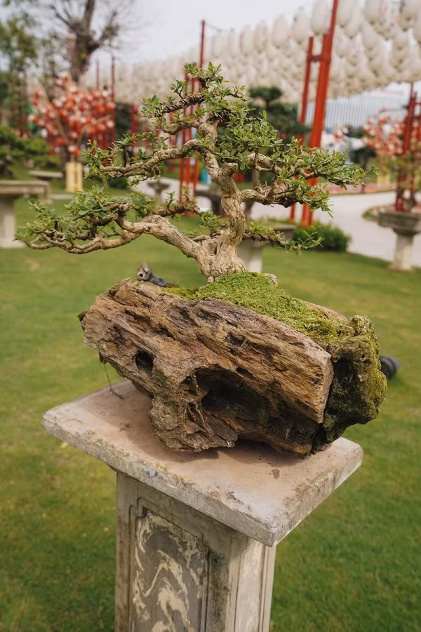 Hàng trăm cây bonsai quý hiếm gửi gắm thông điệp về vẻ đẹp hoàn mỹ, sức sống mãnh liệt và tinh thần lạc quan, như một lời chúc BTC lễ hội gửi tới khách tham dự nhân dịp năm mới.