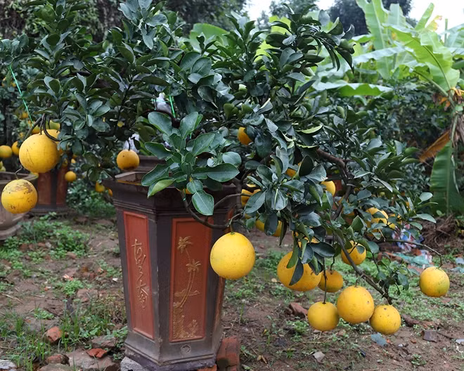 So với những loại cây cảnh chơi Tết khác được bày bán trên đường phố Hà Nội, các chậu bưởi cảnh mini nổi bật nhờ dáng cây uốn lượn đẹp mắt, quả sai trĩu cành và nhỏ gọn, có thể để trong nhà mà không chiếm quá nhiều diện tích không gian. Ngoài ra, do được ghép từ giống bưởi Diễn nên bưởi cảnh mini có mùi thơm khá dễ chịu.