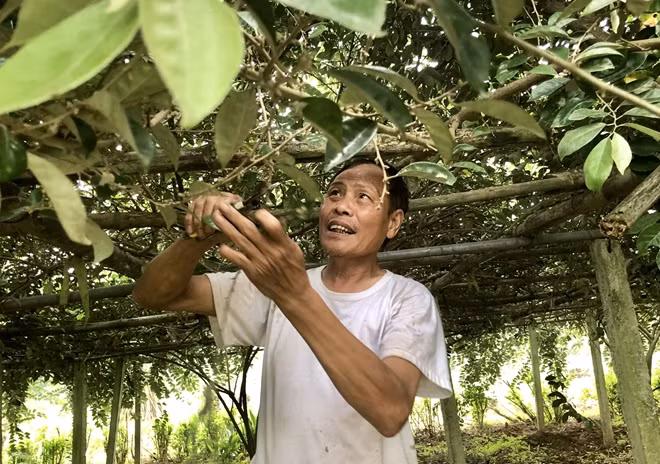Ông Nguyễn Trọng Thắng, ở xã Dương Liễu (huyện Hoài Đức) đang làm thêm giàn để mở rộng diện tích trồng nhót.